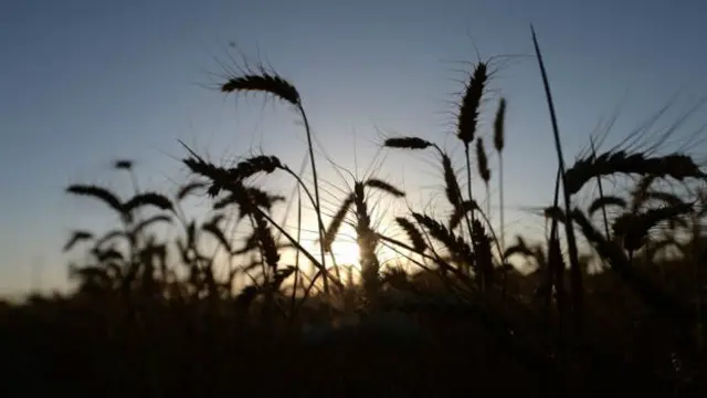 Do trigo ao chocolate, o preço dos alimentos deverá aumentar e se tornar inacessível para algumas pessoas