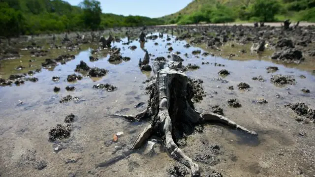 Tinggi permintaan terhadap bahan makanan dan energi membuat hutan bakau semakin 'terancam'.