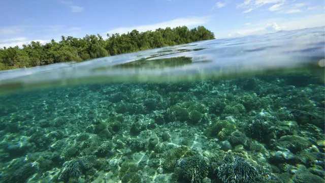 Hutan bakau di Indonesia, salah satu yang paling 'utuh' di dunia.