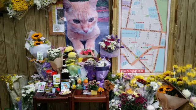 台北民众在国立台湾大学校园附近架起临时灵堂悼念流浪猫大橘子(BBC中文网图片4/1/2016)