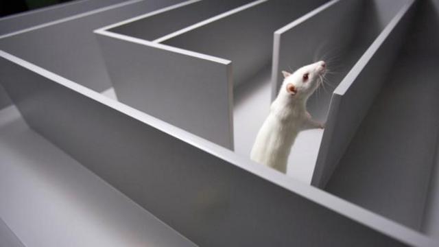 研究人员发现老鼠会在梦境中走迷宫(图片来源：SPL)