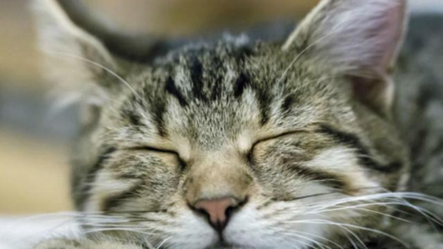 睡觉的猫(图片来源：Getty Images)