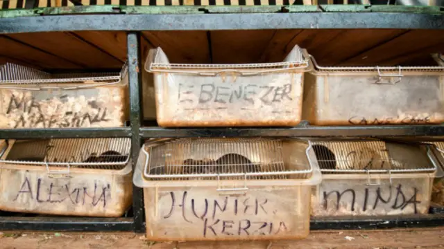 與狗和其他可以探測爆炸物的動物不同,非洲巨鼠的維護成本很低,而且只需要簡單的籠子就能放在卡車上。(版權所有:Jonathan Kalan)