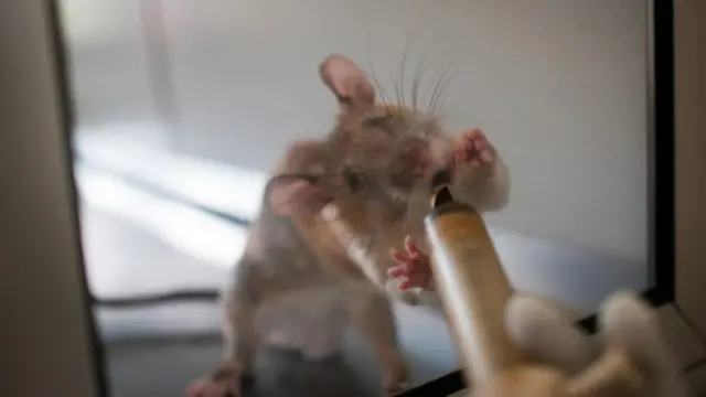 非洲巨鼠靈敏的嗅覺還有其他用途。目前有30多只非洲巨鼠協助醫療人員通過人類唾液檢驗肺結核病。(版權所有:Jonathan Kalan)