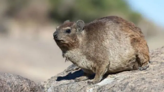 Dabbar da wasu ke cewa tana da dangantaka ta asali da giwa (hyrax da Ingilishi)