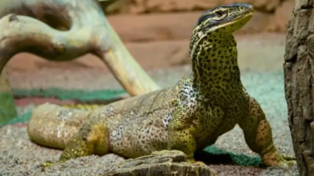 تناقصت أعداد سحالي الورل بشكل كبير في استراليا