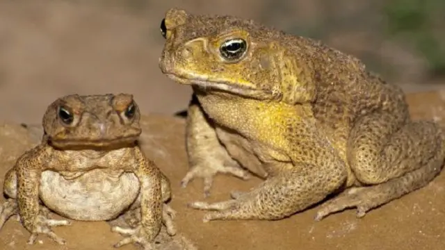 ضفادع القصب الصغيرة أقل سُمّية من الضفادع البالغة