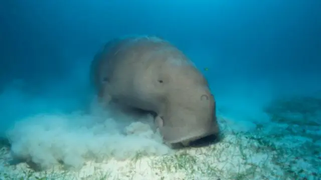 Idan za a fadi gaskiya wannan dabbar (dugongs) ta fi kama da giwa amma ba waccan mai kama da zomo (hyrax) ba
