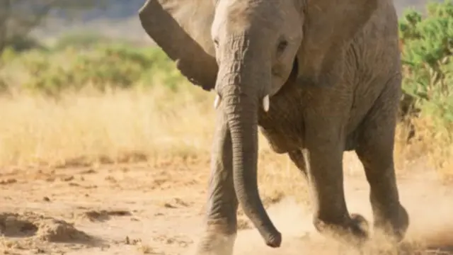 ''Zuma?Zuma? a'a a'a ba zan tsaya ba !''