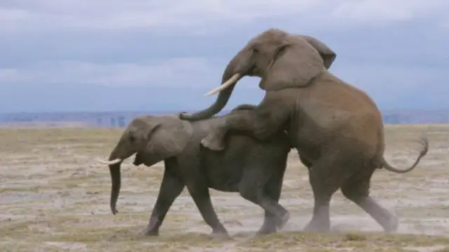 Mazan giwaye suna da dogon azzakari wanda suke iya makale matansu