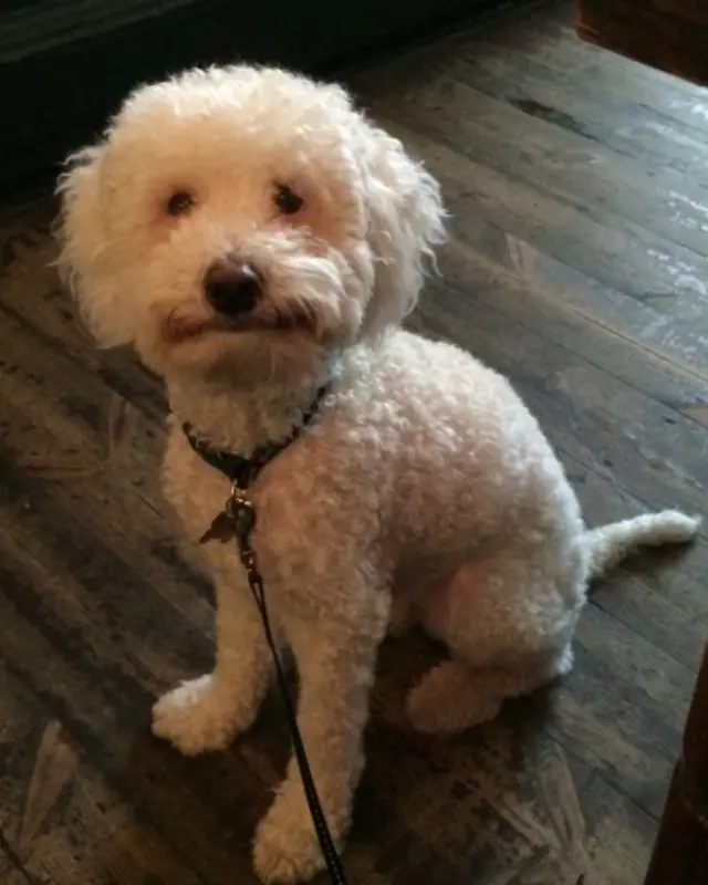 Пес Альф Боб, якого нарешті постригли