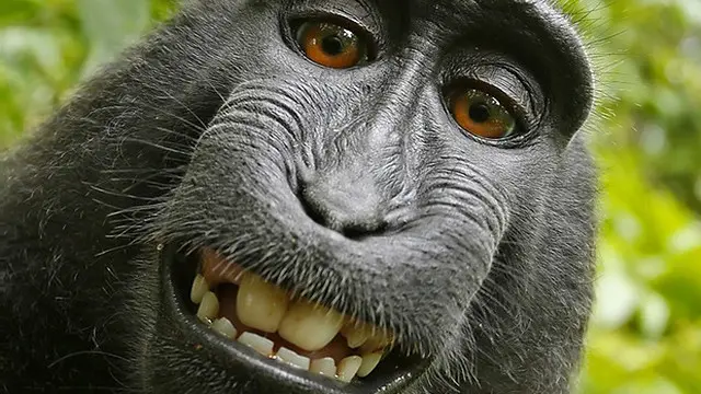 Naruto 'mengabadikan dirinya' di Cagar Alam Tangkoko, Sulawesi Utara, pada 2011.