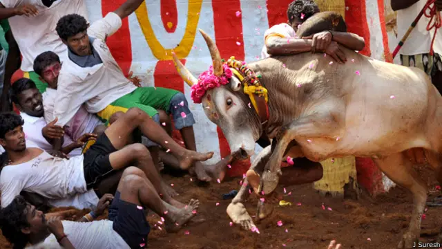 जल्लीकट्टूू