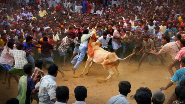 जल्लीकट्टू