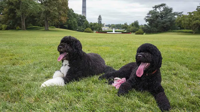 Собаки Обамы