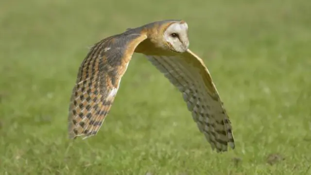Barn Owl