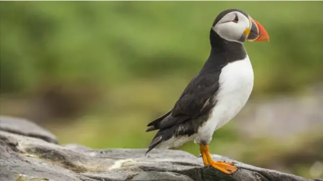 Burung laut Puffins