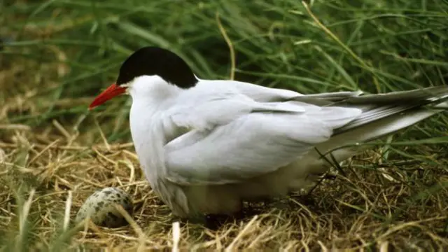 Burung Arctic Tern