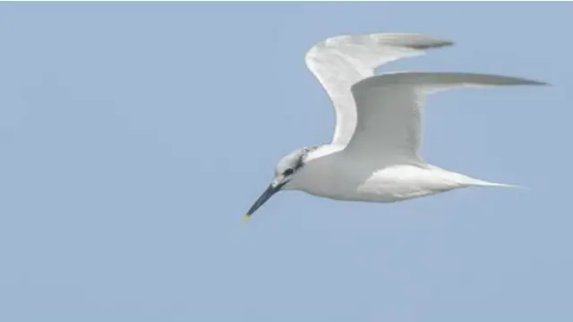 Burung Sandwich tern