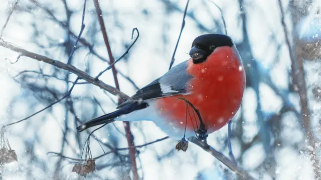 Ирина Пажаева