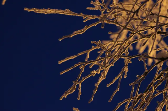 Светлана Беляева