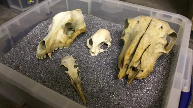 通過全面研究骨骼,布萊克和她的同事通常一眼就能看出某個骨骸屬於人類還是動物(圖片來源:Chris Baraniuk)