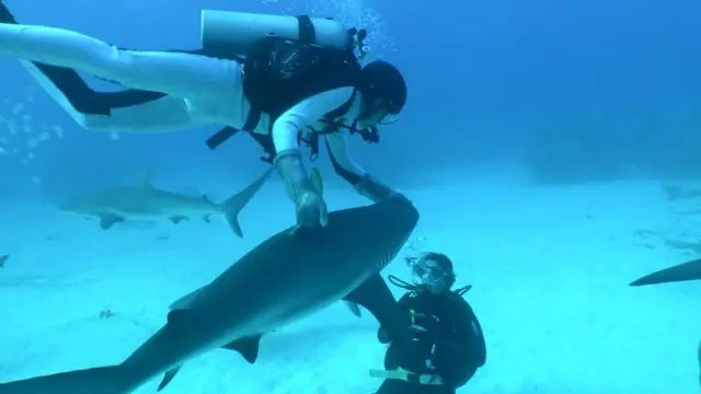 Foto: www.sharkacademy.it