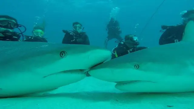 Foto: www.sharkacademy.it