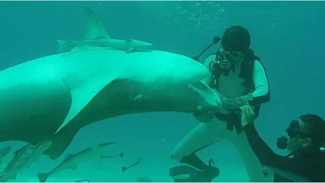 Foto: www.sharkacademy.it