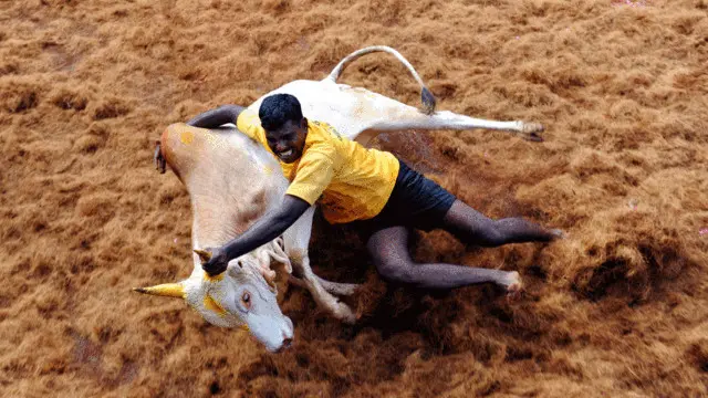 اس سالانہ میلے میں ہزاروں افراد بیلوں کے پیچھے بھاگ کر ان کے سینگوں پر لگے انعام کو پکڑنے کی کوشش کرتے ہیں