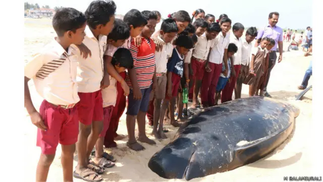 मृत व्हेल के साथ फ़ोटो ख़िचवाते स्कूली बच्चे.