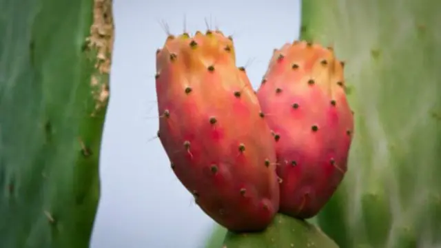 真正能解除醉酒的良方可能有意想不到的來源，例如刺梨果。(圖片來源：Getty Images)