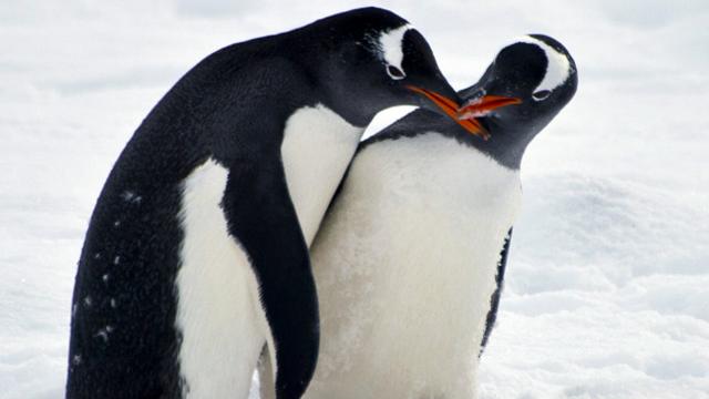 Древнейшая профессия в мире животных: пингвины спариваются за камни