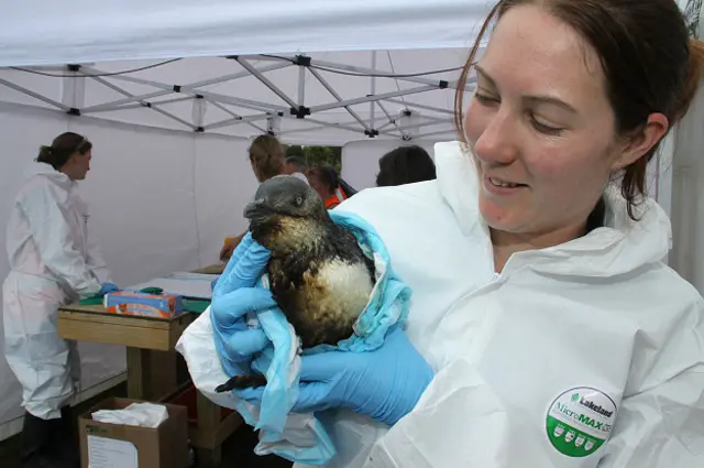 Спасенный пингвин