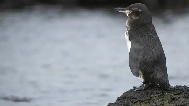 Галапагосские пингвины (Spheniscus mendiculus) живут на экваторе и даже севернее