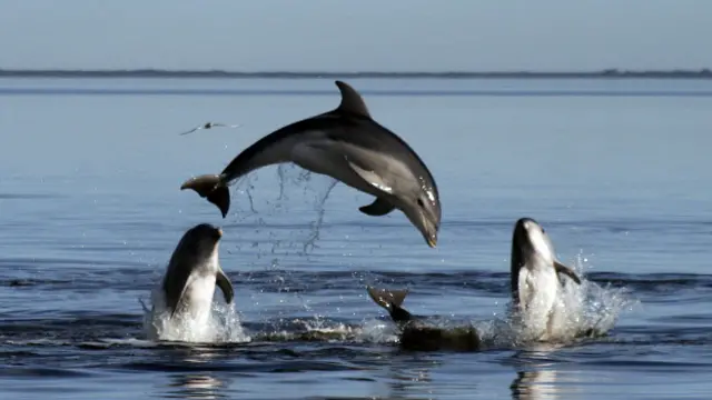 Дельфины