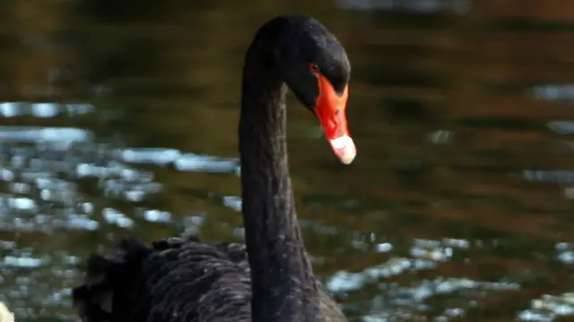 Cisne negro