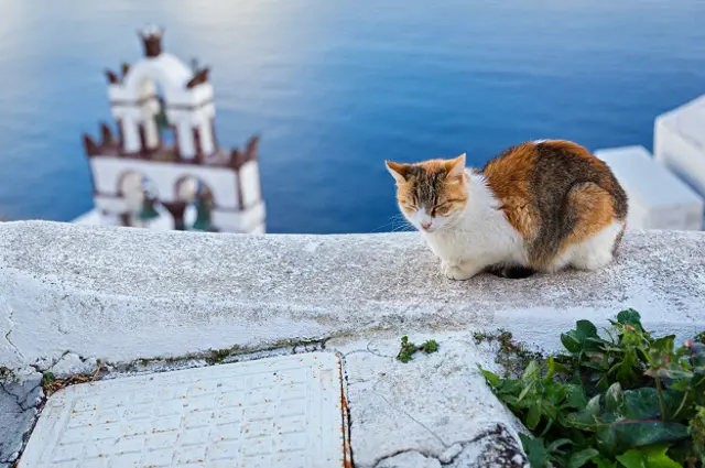 Кот в Греции