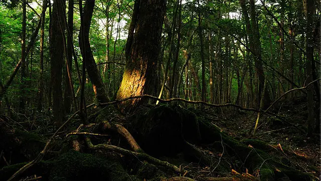 Hutan di Jepang