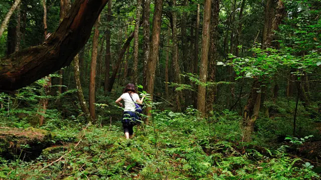 Bosque Aokigahara, Japón