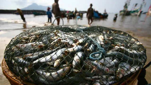 Proses pemilahan, pencucian, pemasaran, dan penjualan ikan yang mengubah tangkapan menjadi uang tak lepas dari peran nelayan perempuan. 