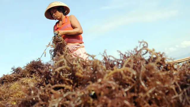 Perempuan nelayan lebih banyak terlibat dalam proses pasca-tangkap, meski ada yang ikut turun melaut.