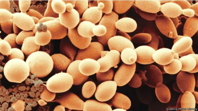 以淀粉为食的酵母开始释放成千上万的微型气泡,令面团膨胀