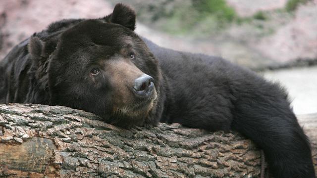 Биологи рассказали, как спят и что делают зимой медведи в Тверской области