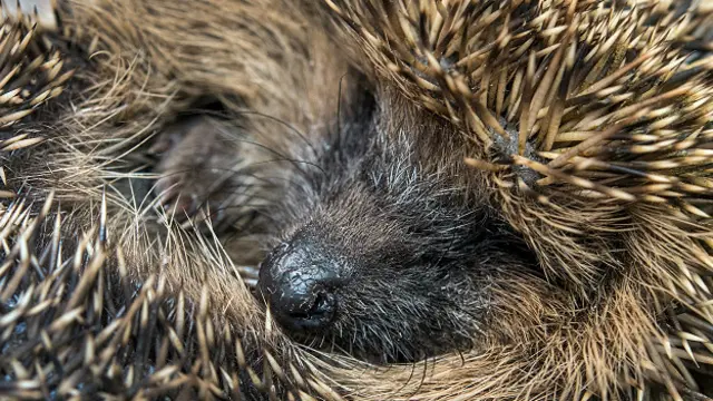Ежи не дураки поспать, и умеют это делать не хуже медведей
