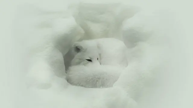 Холод не останавливает сердца животных