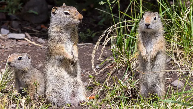 Семья белок