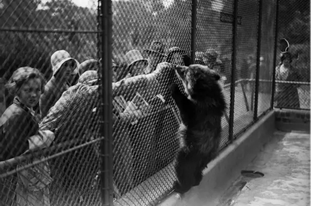 Лондонский зоопарк при жизни Винни