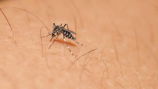Un mosquito aedes pica a una persona.