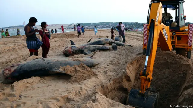 dead hales burial tuticorin